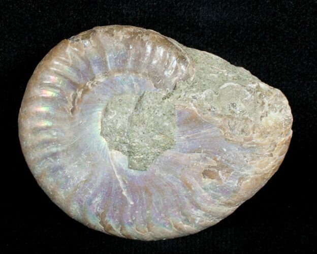 Inch Silver Iridescent Ammonite From Madagascar #3676